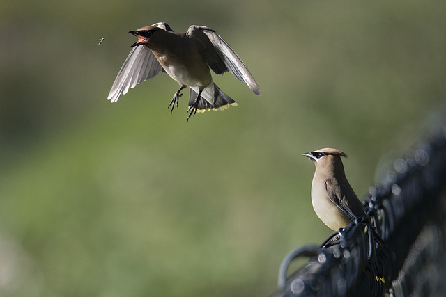 Cedar Waxwings