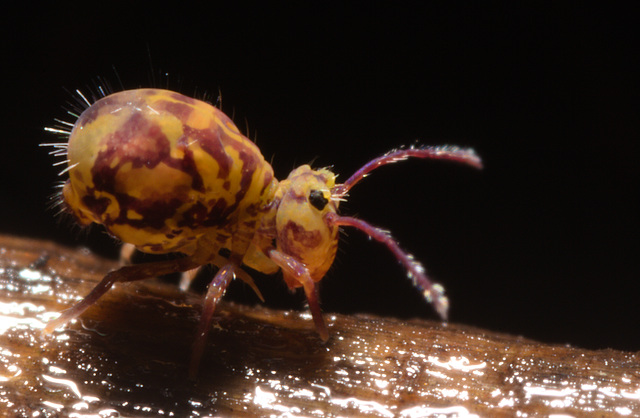 IMG 8892 Springtail