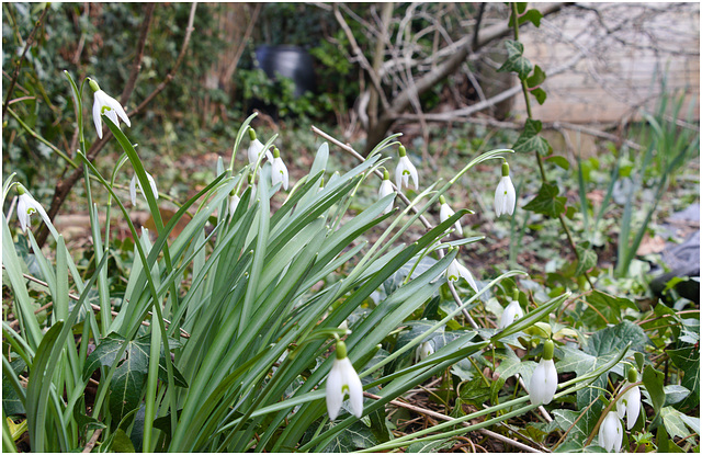 EF7A3303 Snowdrops