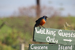 A Superb Starling