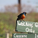 A Superb Starling