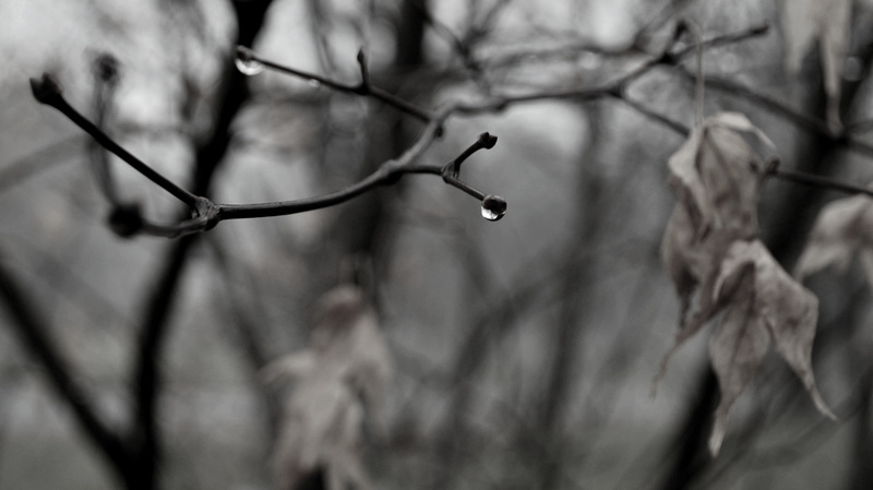 Noontime Rain
