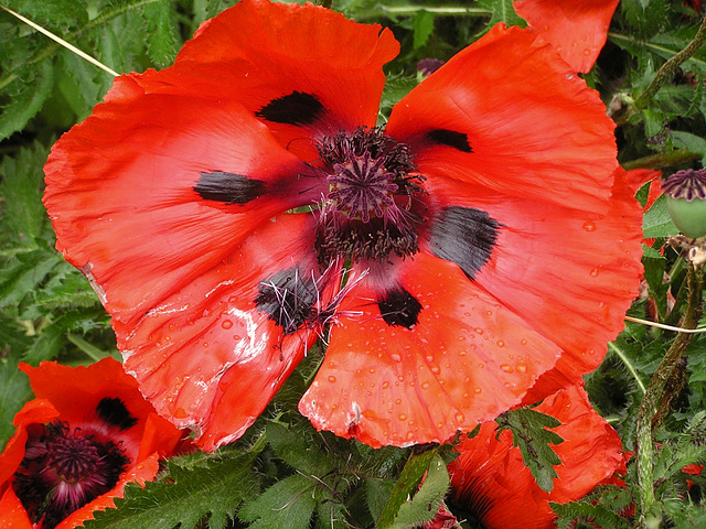 Coquelicot en elargi