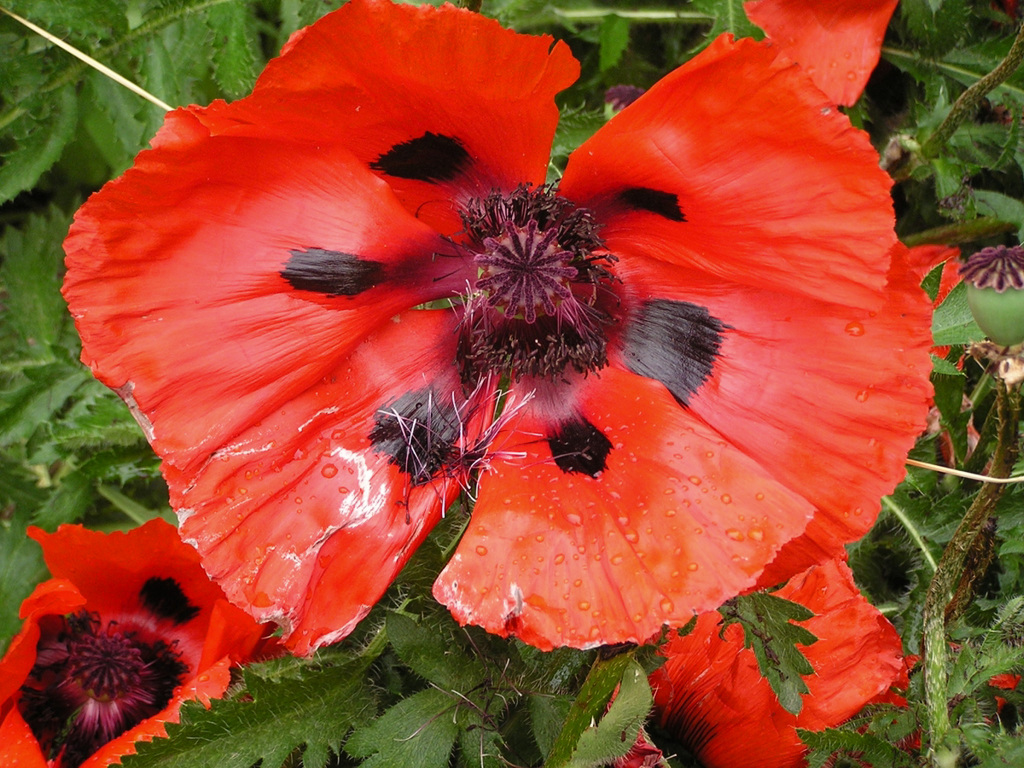 Coquelicot en elargi