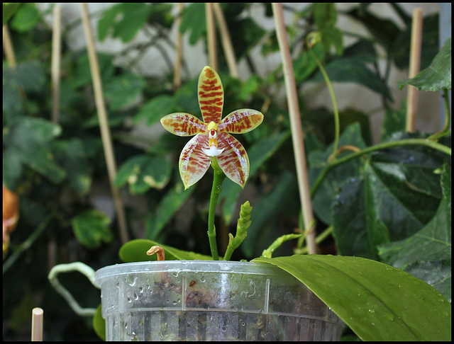 Phalaenopsis tetraspis x cornu-cervi var. chattaladae (5) - Copie