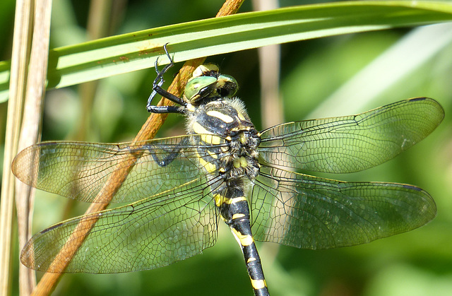 Cordulégastre annelé (Cordulegaster boltonii)