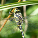 Cordulégastre annelé (Cordulegaster boltonii)