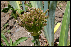 Allium schubertii (2)