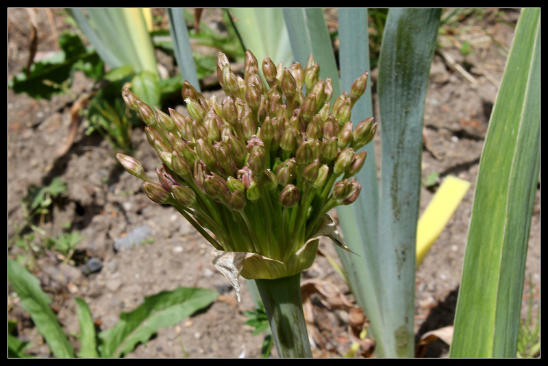 Allium schubertii (2)