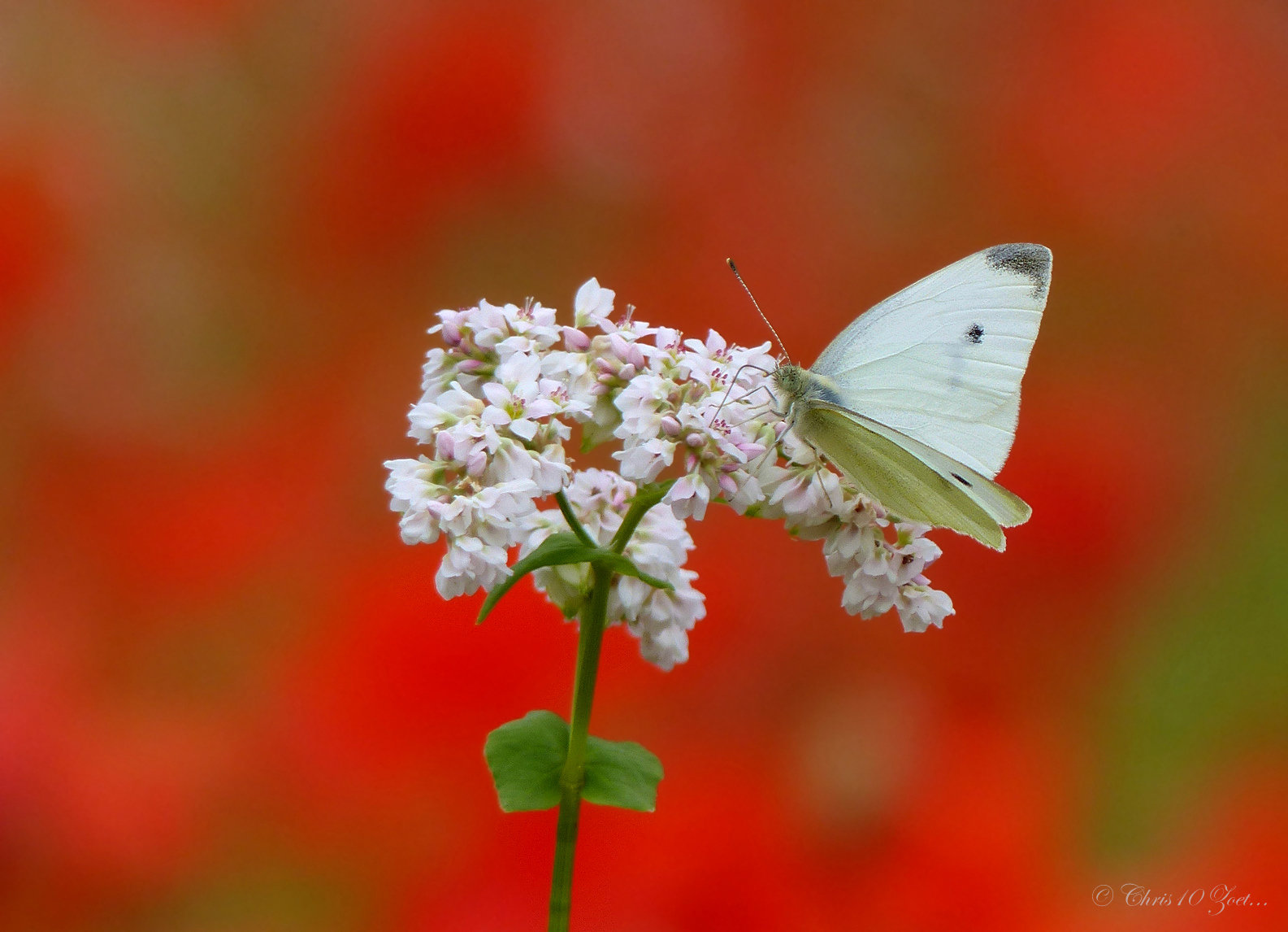 Small white ~ Klein koolwitje (Pieris rapae)...