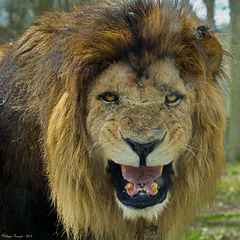 Portrait de lion