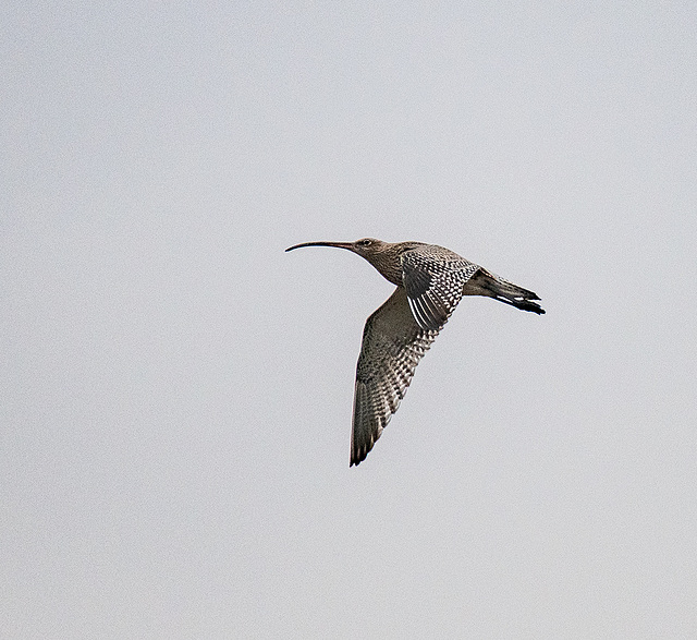 Curlew