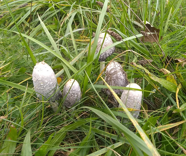 Shaggy Mane (Coprinus comatus)