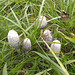 Shaggy Mane (Coprinus comatus)