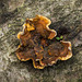Fungi from Eastham woods2