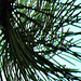 Branched And Bunched