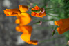 California Poppies Blur