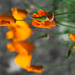 California Poppies Blur