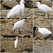 l'aigrette garzette