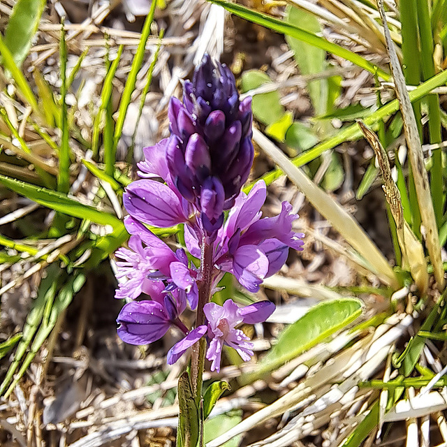 Schopfige Kreuzblume (Polygala comosa)