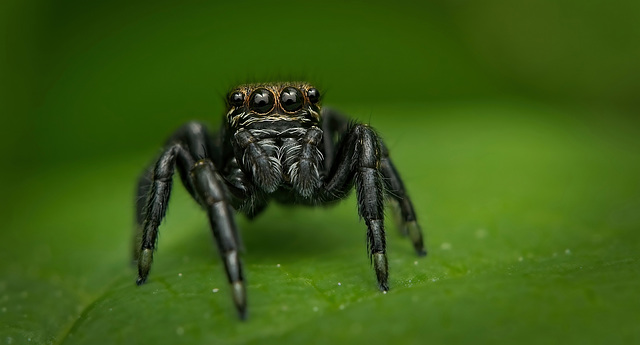 Der Dunkle Sichelspringer (Evarcha arcuata) hat sich vor mir aufgebaut :)) The Dark-winged Shrike (Evarcha arcuata) has set up in front of me :)) La Pie-grièche à ailes sombres (Evarcha arcuata) s'est