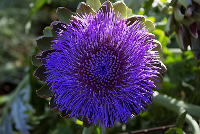 Globe Artichoke (Cynara scolymus)