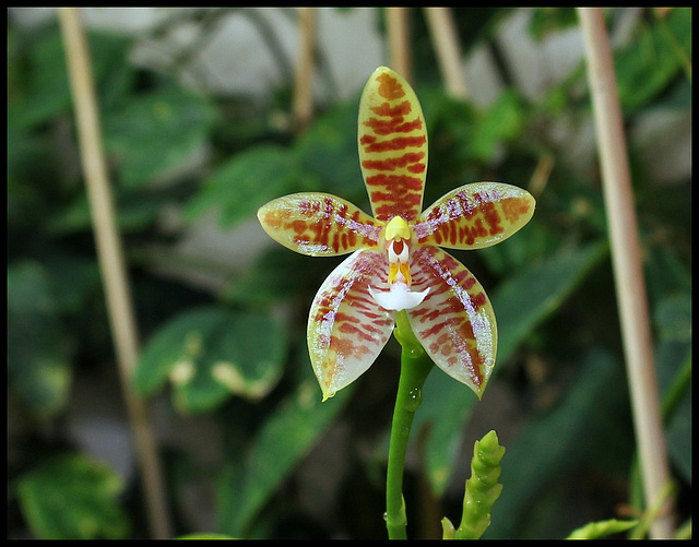 Phalaenopsis tetraspis x cornu-cervi var. chattaladae (5)