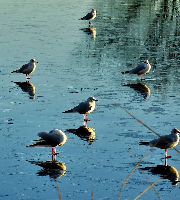 On Frozen Pond!