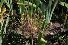 Allium schubertii (3)