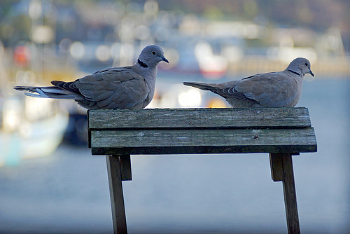 Balance of Nature