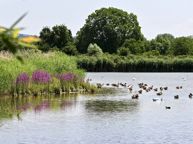 Sommerzeit am Weiher