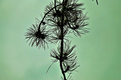 Branched And Bunched