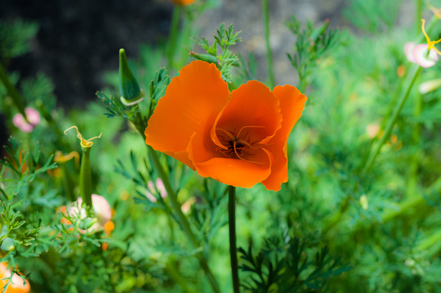 California Poppy