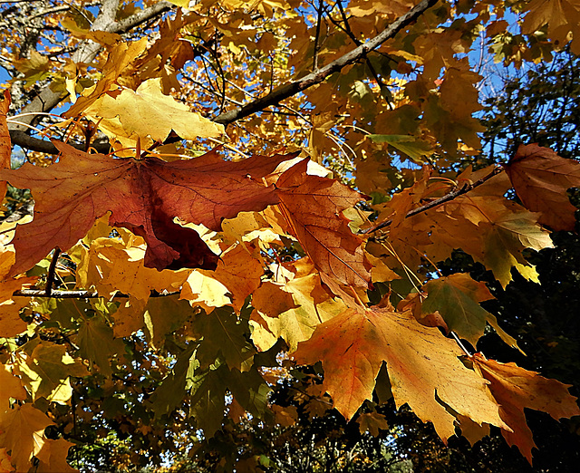 douceur d'automne