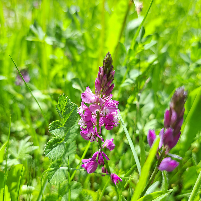 Schopfige Kreuzblume (Polygala comosa)