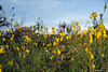 Linaria spartea, Lamiales, Penedos