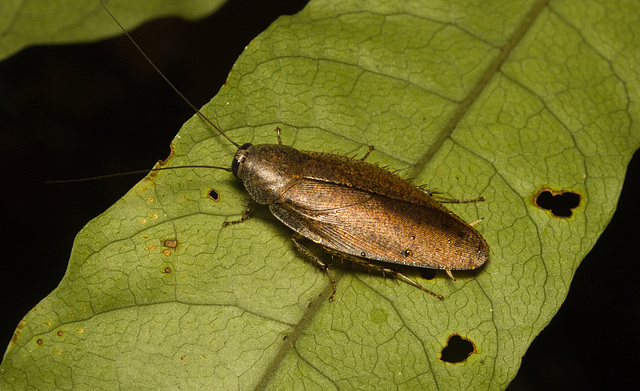 IMG 6492 Cockroach