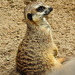 20230728 3288CPw [D~HF] Erdmännchen (Suricata suricatta), Tierpark Herford