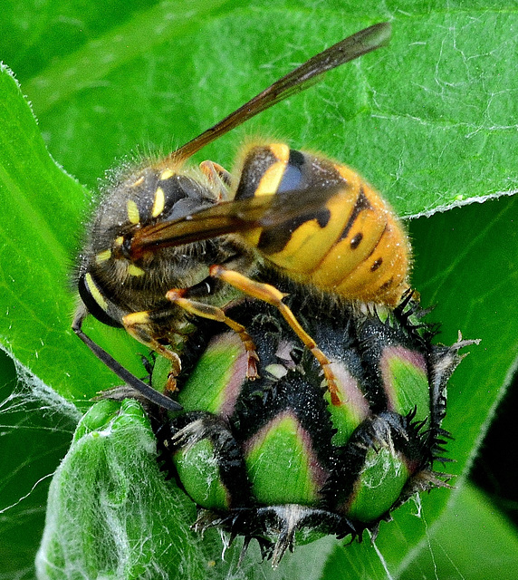 Wasp