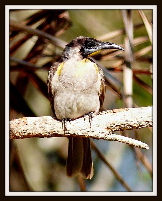 Honey Eater