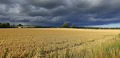 Rain Threatens the Harvest