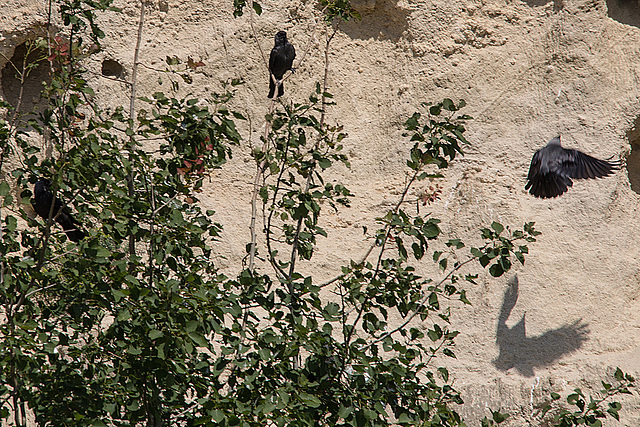 20170516 2992VRTw [A] Dohle (Corvus monedula), Neusiedler See, [Oslib-Rust]