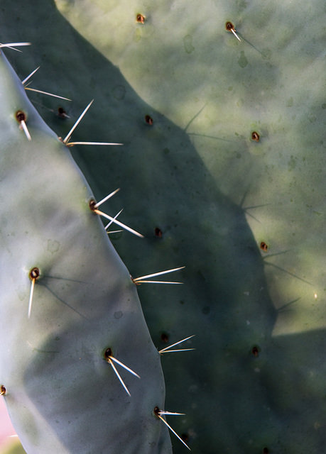 Cactus flesh