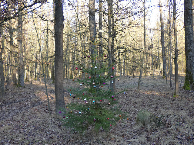 Weihnachten im Walde