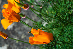 California Poppies