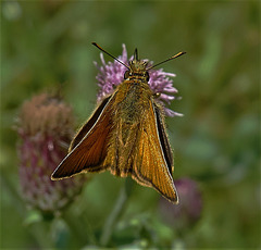 Small Skipper