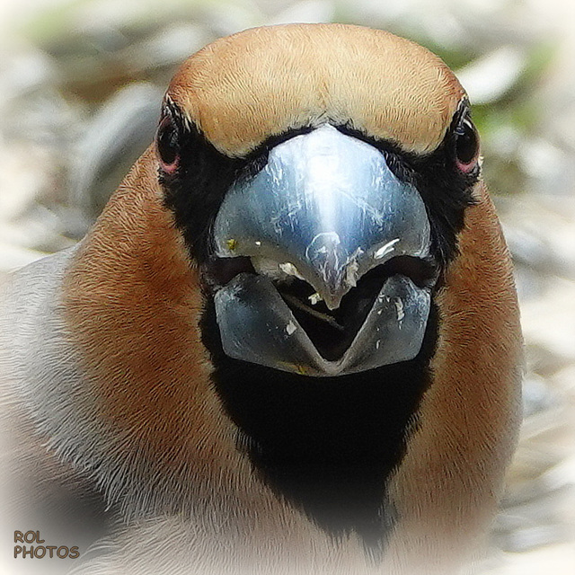 Un regard terrifiant, a terrifying look...!