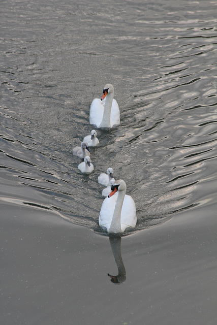 Schwanenfamilie