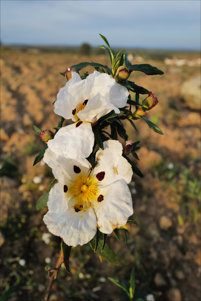 Cistus ladanifer, Penedos, for Andy