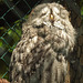 20230728 3291CPw [D~HF] Bartkauz (Strix nebulosa), Tierpark Herford
